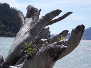 Driftwood tree